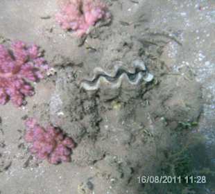 Muschel mit Korallen