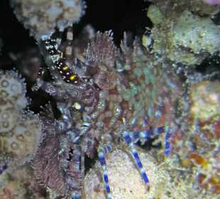 Schnorcheln am Hausriff