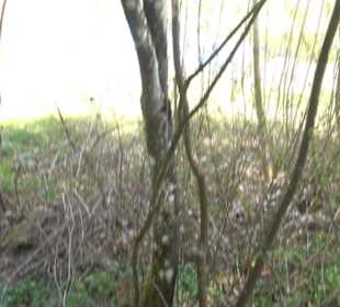 Strauchlehrpfad