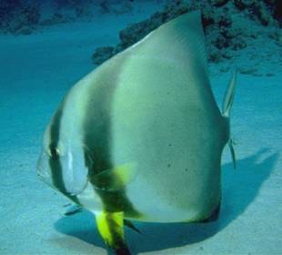 Ägypten Rotes Meer Tauchen-Hurghada-Amy Reisen