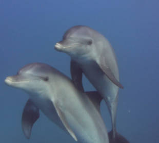 Wunderschön freilebende Delfine