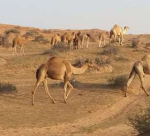 Auf der Fahrt zum Wuestencamp