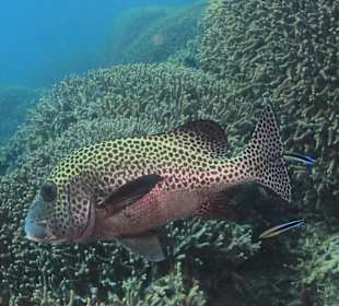 Calypso Snorkeling Tour