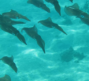 Schnorcheln Makadi Bay