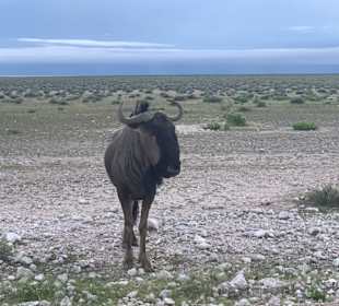 Etosha Park Tier