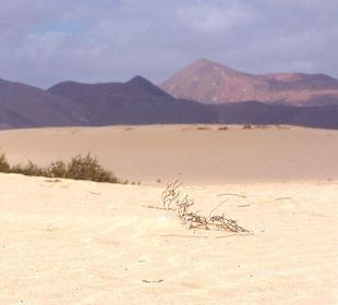 Blick über die Dünen auf die Berge