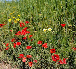 Farbkleckse am Wegesrand