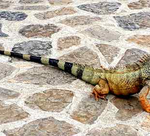 Platz der Leguane