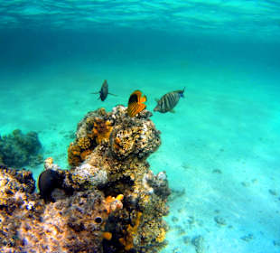 Schnorcheln Marsa Alam