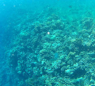 Co można napotkać w wodzie