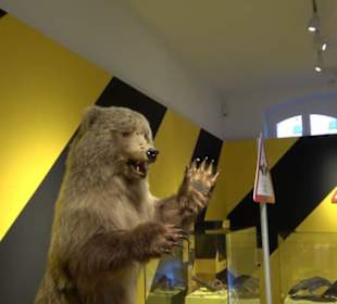 Museum für Naturkunde