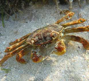 Krabbe am Carnelia Beach Resort