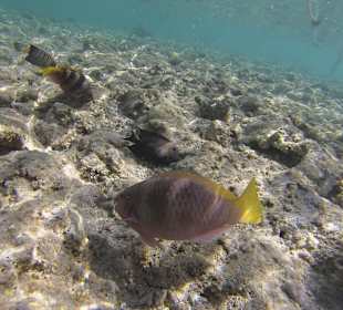 Unterwasserlandschaft Riff