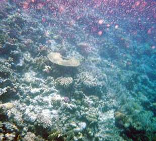 Beim Schnorcheln fotographiert