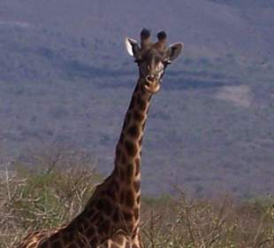 Giraffe
