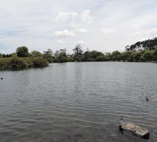 Im Western Springs Park