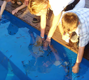 Kangalfische die Knabbern