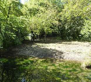 Pinselohrschwein Anlage