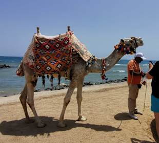 Reiten & Kamelreiten Dana Beach