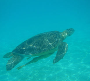 Kurz vor'm Auftauchen