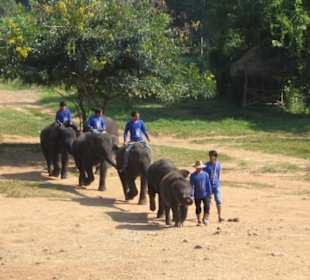 Elefanten in Reih und Glied.