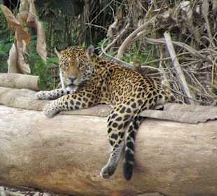 Jaguar in der Reserve Zone