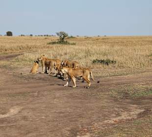Masai Mara Safari 
