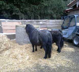 Gut Aiderbichl Fressstation