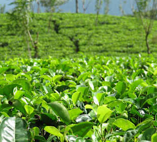 Teeplantagen