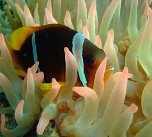 Clownfisch