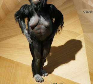 Lucy vor 3 200 000 Jahren