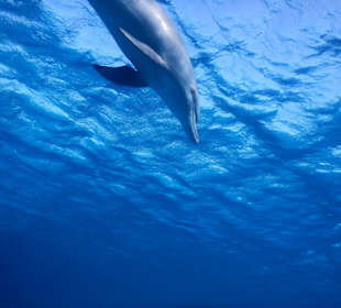 Schnorcheln mit Delfinen