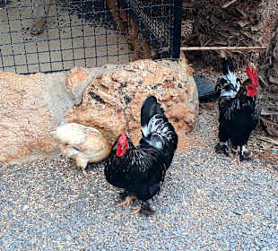 Botanischer Garten Viveiro