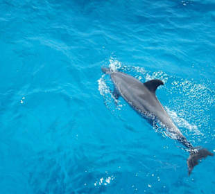 Delfin