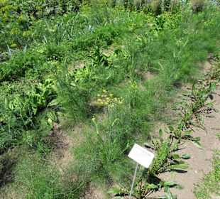 Im Küchengarten des Schlosses Veitshöchheim