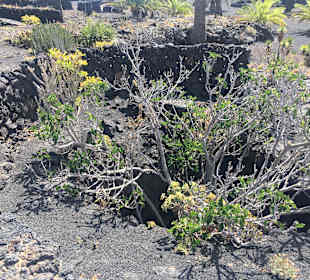 Vor den Haus von Cesar Manrique