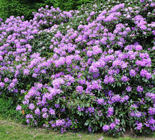 Rundgang durch den Hirschpark