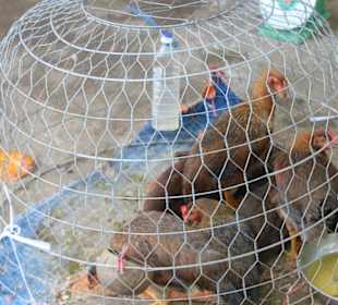 Auch die Hühner gibts zu kaufen..