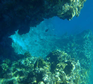 Reef