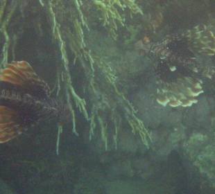 Coraya Bay, Feuerfisch