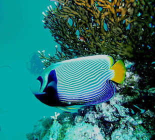 Imperator Kaiserfisch