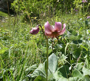 Bei der Wanderung Osterfelderkopf-Hochalm-Kreuzeck