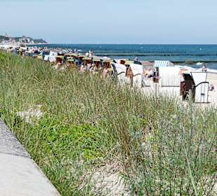 Dünengräser hinter dem Strand