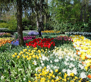 Blumenpracht im Keukenhof