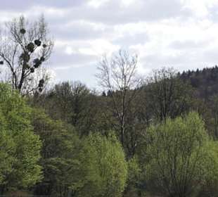 Sport- und Freizeitpark Markwasen