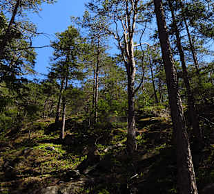 Hotel Gisela Sautens, Umgebung