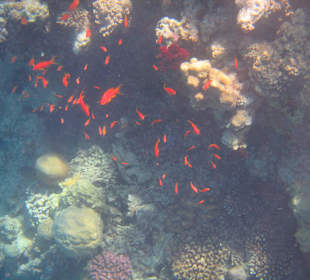 Hausriff Arabia Azur