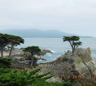 "Lone Cypress"
