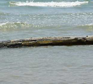 Strand von Bibione 06-2010