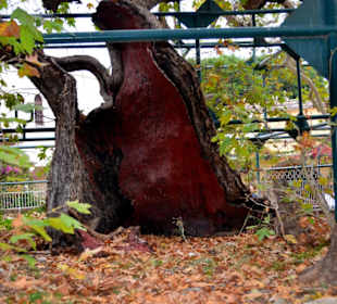 Die Platane des Hippokrates